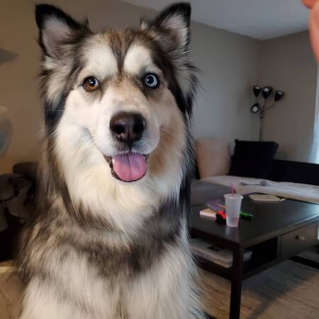 Entry image for Odin. Clicking this image will show a larger photo