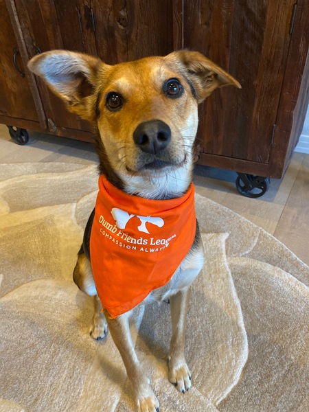 Entry image for Sadie. Clicking this image will show a larger photo