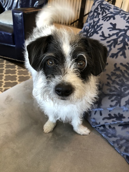 Entry image for Bronco. Clicking this image will show a larger photo