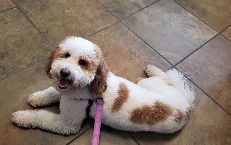 Entry image for Maisie. Clicking this image will show a larger photo