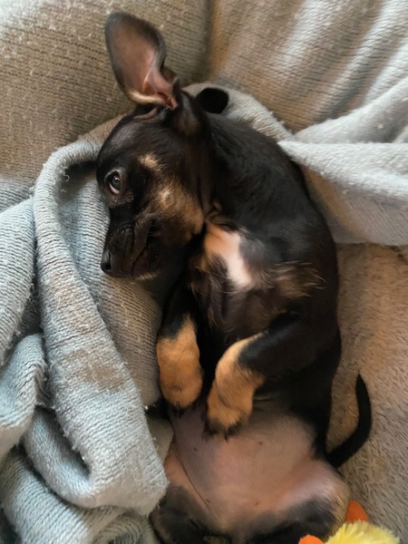 Entry image for Lucy. Clicking this image will show a larger photo