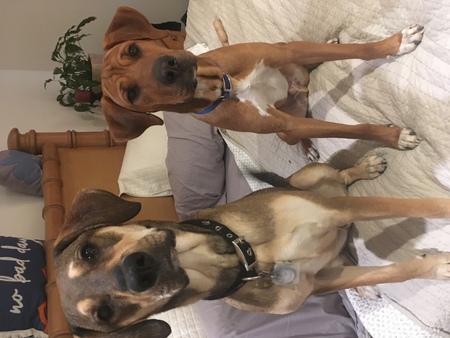 Entry image for Asher (on the Left) and Theo (on the Right). Clicking this image will show a larger photo