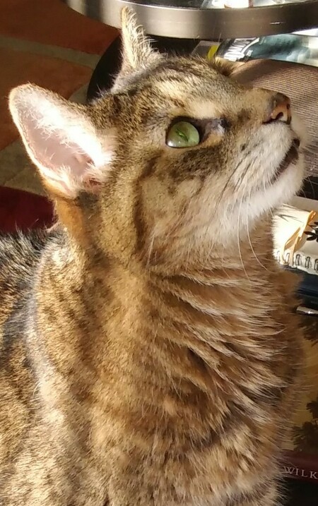 Entry image for Barley. Clicking this image will show a larger photo