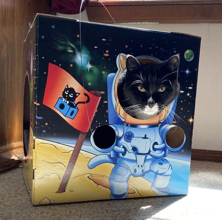 Entry image for Soxie. Clicking this image will show a larger photo