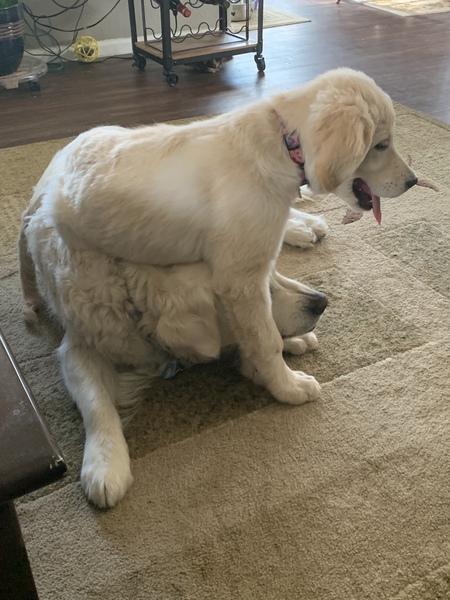 Entry image for Clover . Clicking this image will show a larger photo