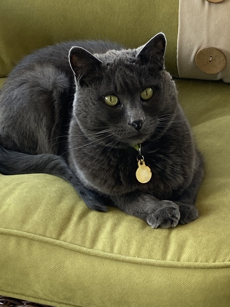 Entry image for Mocha. Clicking this image will show a larger photo