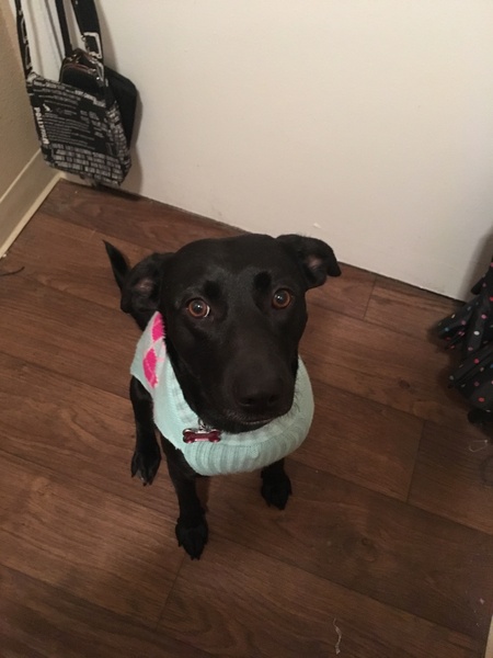 Entry image for Juno . Clicking this image will show a larger photo