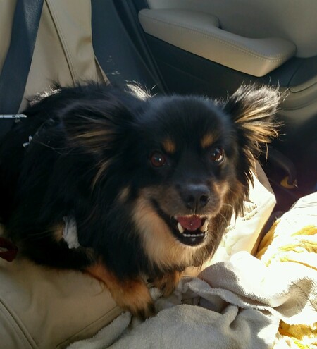 Entry image for Yoda. Clicking this image will show a larger photo