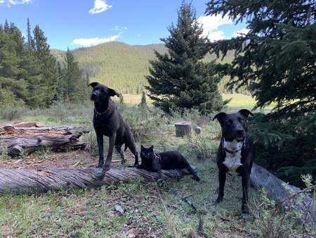 Entry image for Della Mae, Noche and Hank . Clicking this image will show a larger photo