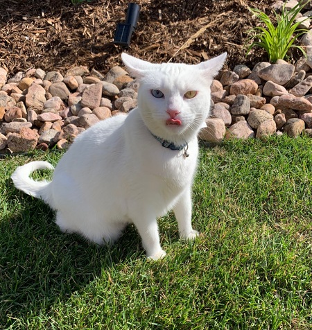 Entry image for Snow. Clicking this image will show a larger photo