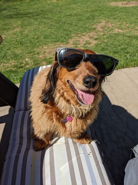 Entry image for Rosie. Clicking this image will show a larger photo