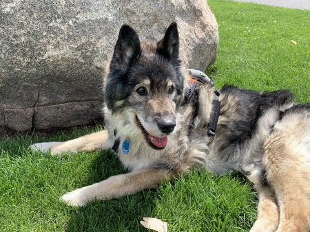 Entry image for Trooper. Clicking this image will show a larger photo