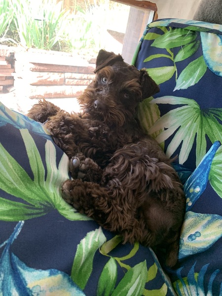 Entry image for Diablo. Clicking this image will show a larger photo