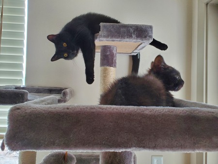 Entry image for Harvey and Stanley. Clicking this image will show a larger photo