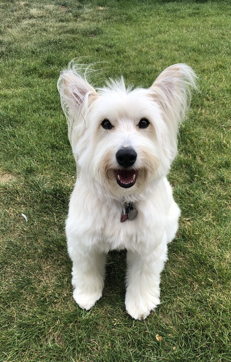 Entry image for Bella. Clicking this image will show a larger photo