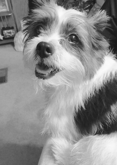 Entry image for Bella. Clicking this image will show a larger photo