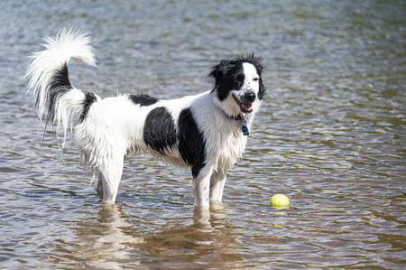 Entry image for Bindie. Clicking this image will show a larger photo