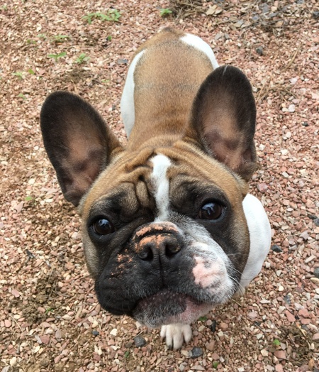 Entry image for Ruby . Clicking this image will show a larger photo