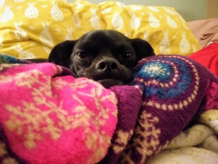 Entry image for Wally. Clicking this image will show a larger photo