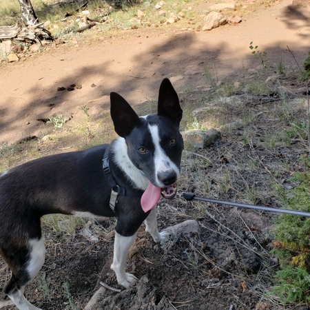 Entry image for Luna. Clicking this image will show a larger photo