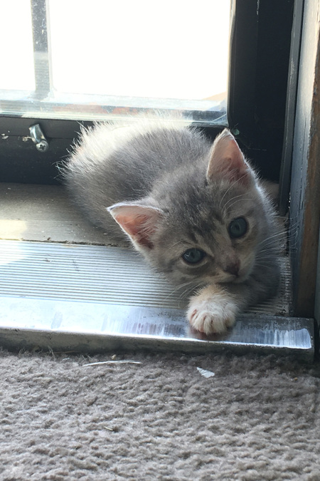 Entry image for Luna Lovegood. Clicking this image will show a larger photo