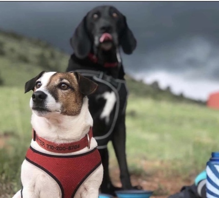 Entry image for Nick is the big dog. Hunter is his smaller brother. Clicking this image will show a larger photo