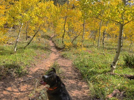 Entry image for Lucy. Clicking this image will show a larger photo