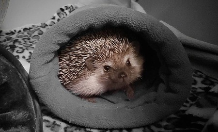 Entry image for Halle. Clicking this image will show a larger photo