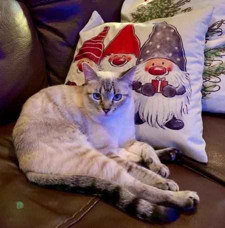 Entry image for Twinkie. Clicking this image will show a larger photo