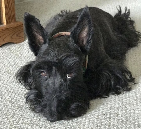 Entry image for Mollie. Clicking this image will show a larger photo