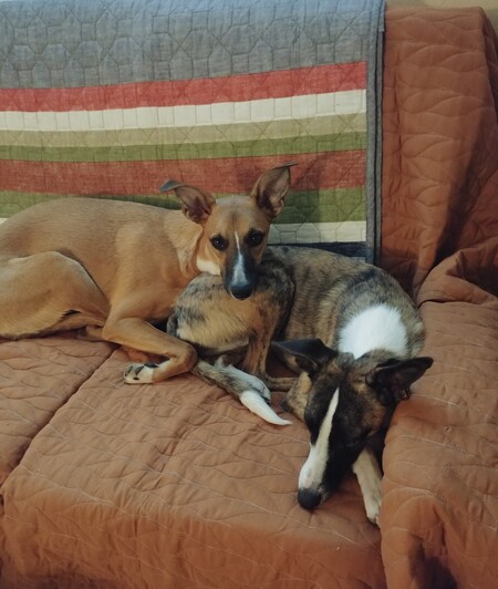 Entry image for Saffron, Ambrosia. Clicking this image will show a larger photo