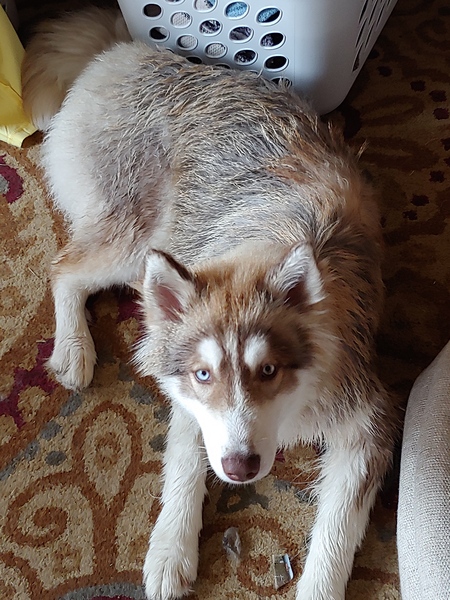 Entry image for Cesar. Clicking this image will show a larger photo