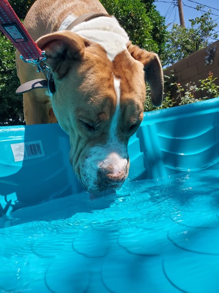 Entry image for Jenny Penny. Clicking this image will show a larger photo