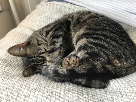 Entry image for Flory. Clicking this image will show a larger photo