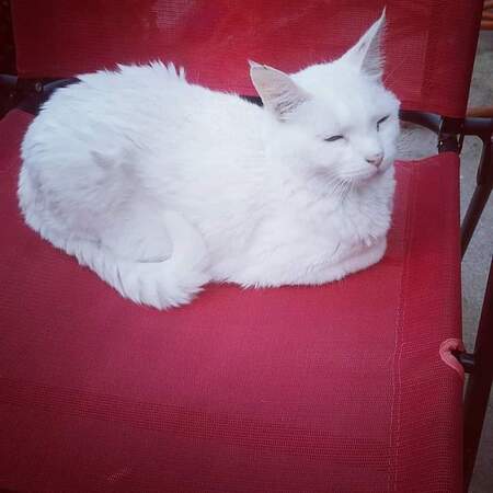 Entry image for Cain. Clicking this image will show a larger photo