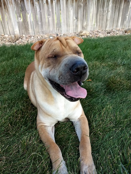 Entry image for Wrinkles. Clicking this image will show a larger photo