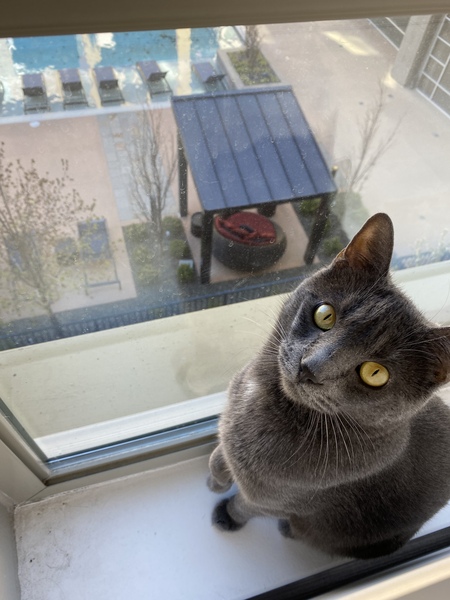 Entry image for Mookie. Clicking this image will show a larger photo