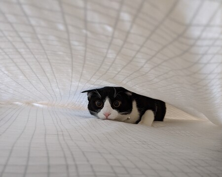 Entry image for Lucy. Clicking this image will show a larger photo