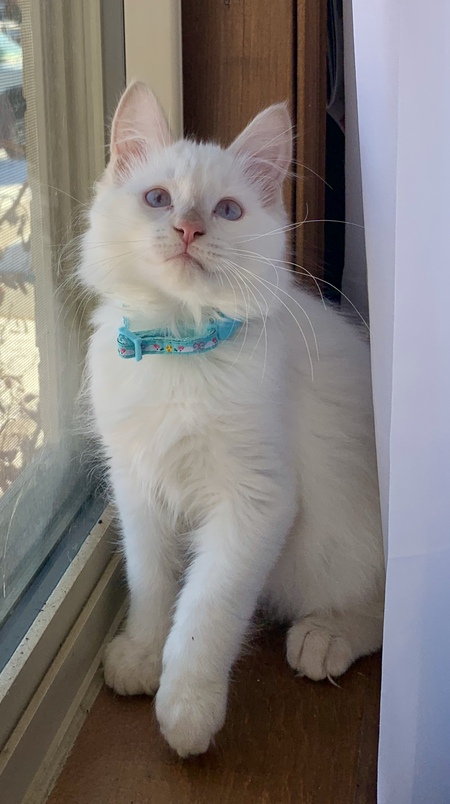 Entry image for Winnie . Clicking this image will show a larger photo