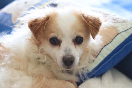 Entry image for Teddi. Clicking this image will show a larger photo