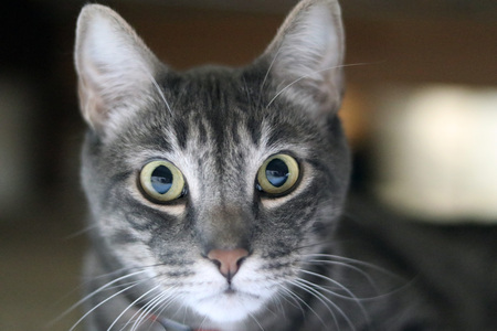 Entry image for Kona. Clicking this image will show a larger photo