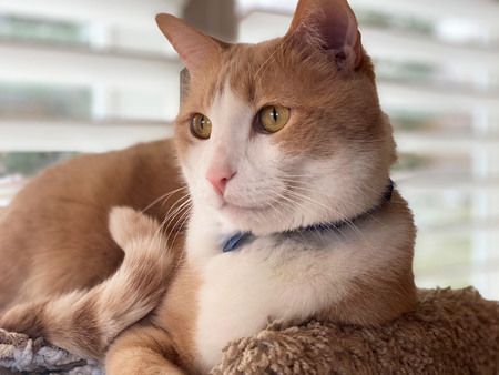 Entry image for Hilo. Clicking this image will show a larger photo