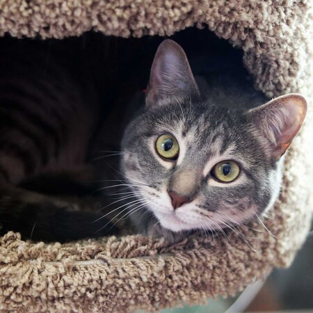 Entry image for Hana. Clicking this image will show a larger photo