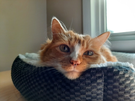 Entry image for Gus. Clicking this image will show a larger photo