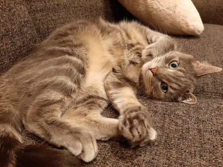 Entry image for Bella. Clicking this image will show a larger photo