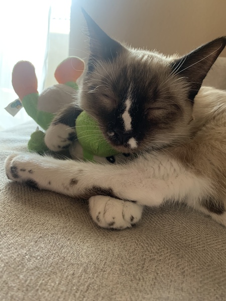 Entry image for Calvin . Clicking this image will show a larger photo