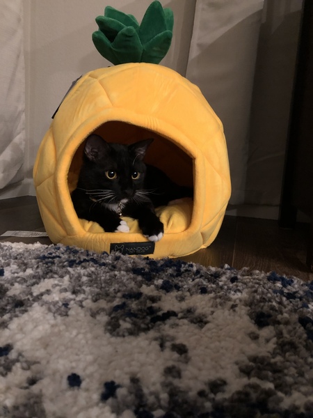 Entry image for Jack . Clicking this image will show a larger photo