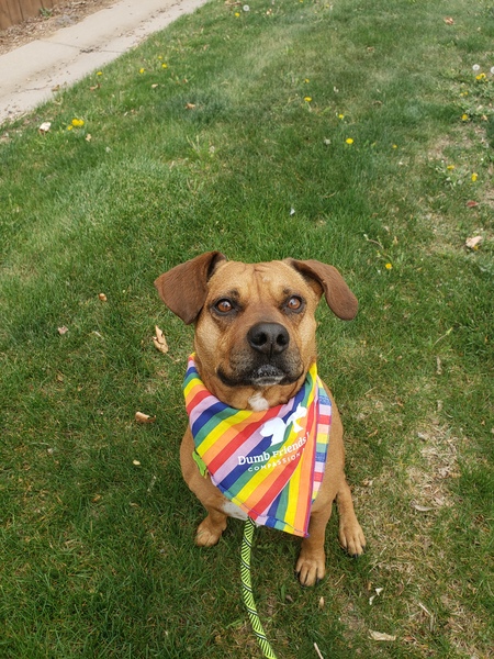 Entry image for Xango. Clicking this image will show a larger photo