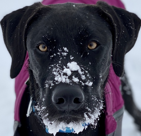 Entry image for Luci. Clicking this image will show a larger photo