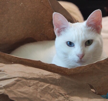 Entry image for Zuri. Clicking this image will show a larger photo